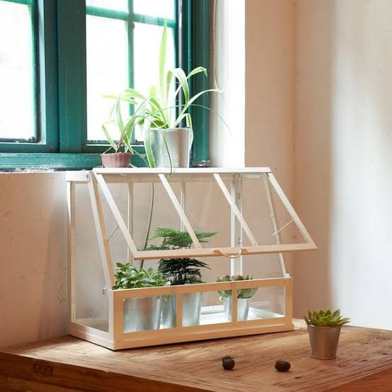 Indoor greenhouse grow box on a windowsill with healthy plants